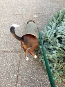 Lorenzo peeing on discarded tree. No one looked at me funny when I took this picture. JK, everyone did!